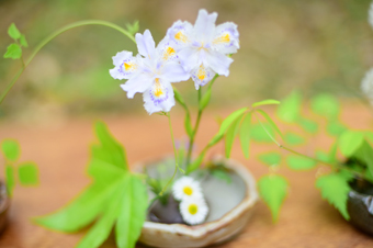 花あそび花寿庵賞